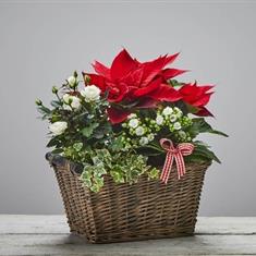Christmas planted basket