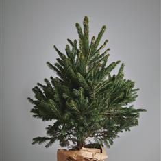 3ft Potted Christmas Tree